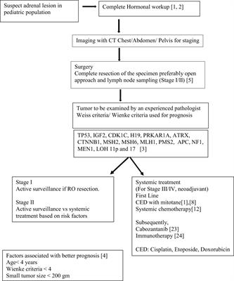 Frontiers | Pediatric Adrenocortical Carcinoma